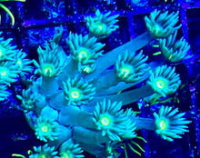 Load image into Gallery viewer, Rainbow Gonipora