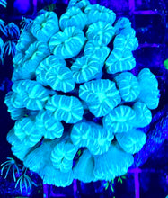 Load image into Gallery viewer, Pinstripe Candy Cane Frag PP