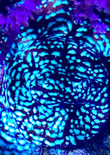 Load image into Gallery viewer, JF Mr Freeze Lepto