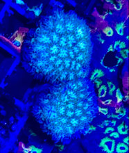 Load image into Gallery viewer, ONR BLUE GREEN Leptastrea