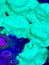 Load image into Gallery viewer, ONR LIME TYME LEPTO