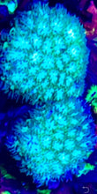 Load image into Gallery viewer, ONR BLUE GREEN Leptastrea