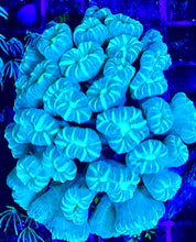 Load image into Gallery viewer, Pinstripe Candy Cane Frag PP