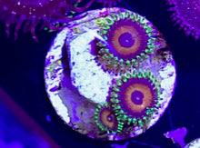 Load image into Gallery viewer, Eagle Eye Zoa