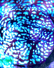 Load image into Gallery viewer, JF Mr Freeze Lepto