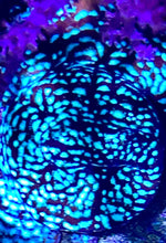 Load image into Gallery viewer, JF Mr Freeze Lepto