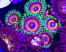 Load image into Gallery viewer, Eagle Eye Zoa