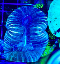 Load image into Gallery viewer, WYSIWYG TRACHY