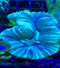 Load image into Gallery viewer, WYSIWYG TRACHY