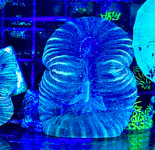 Load image into Gallery viewer, WYSIWYG TRACHY