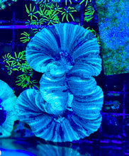 Load image into Gallery viewer, WYSIWYG TRACHY