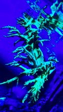 Load image into Gallery viewer, WYSIWYG Neon Green Sinularia 8" -10 "