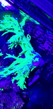 Load image into Gallery viewer, WYSIWYG Neon Green Sinularia 8" -10 "