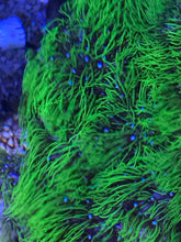 Load image into Gallery viewer, Beginner 5 Frag Pack.