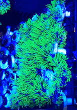 Load image into Gallery viewer, GSP Green Star Polyps