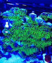 Load image into Gallery viewer, GSP Green Star Polyps