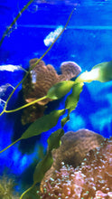 Load image into Gallery viewer, Caulpera Polifera Macro Algae (No Shipping to CA, WA, FL or Texas)