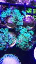 Load image into Gallery viewer, Mint Green Star Polyps