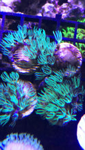 Load image into Gallery viewer, Mint Green Star Polyps