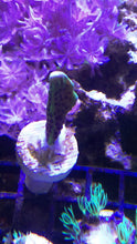 Load image into Gallery viewer, Montipora Spongodes