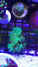 Load image into Gallery viewer, Mint Green Star Polyps