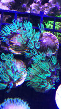 Load image into Gallery viewer, Mint Green Star Polyps