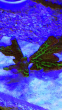 Load image into Gallery viewer, Montipora Spongodes