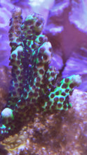 Load image into Gallery viewer, Montipora Spongodes