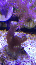 Load image into Gallery viewer, Montipora Spongodes
