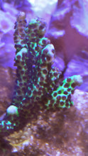 Load image into Gallery viewer, Montipora Spongodes