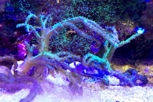 Load image into Gallery viewer, Greenish Sinularia Frag SIZE OPTIONS
