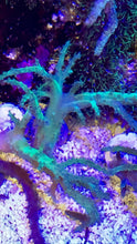 Load image into Gallery viewer, Greenish Sinularia Frag SIZE OPTIONS