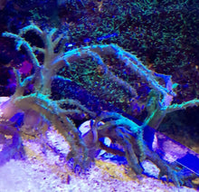 Load image into Gallery viewer, Greenish Sinularia Frag SIZE OPTIONS