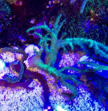 Load image into Gallery viewer, Greenish Sinularia Frag SIZE OPTIONS
