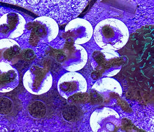 Load image into Gallery viewer, Pocillopora