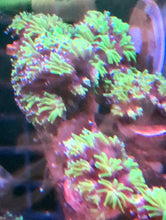 Load image into Gallery viewer, Green Galaxea