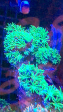 Load image into Gallery viewer, Green Galaxea