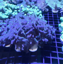 Load image into Gallery viewer, Bluish Hammer