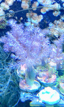 Load image into Gallery viewer, Beginner 5 Frag Pack.