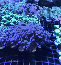 Load image into Gallery viewer, Bluish Hammer