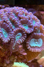 Load image into Gallery viewer, Bicolor Pinwheel Candy Cane