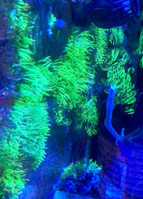 Load image into Gallery viewer, GSP FLAT SHEET (no plug) of Green Star Polyps