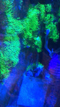 Load image into Gallery viewer, GSP FLAT SHEET (no plug) of Green Star Polyps