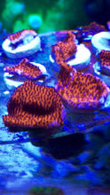 Load image into Gallery viewer, Reverse Superman Montipora