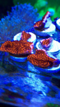 Load image into Gallery viewer, Reverse Superman Montipora