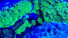 Load image into Gallery viewer, GSP FLAT SHEET (no plug) of Green Star Polyps