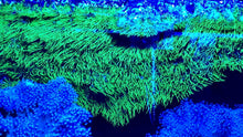 Load image into Gallery viewer, GSP FLAT SHEET (no plug) of Green Star Polyps