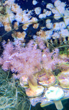 Load image into Gallery viewer, Budget Friendly 10 Pack of Coral Frags
