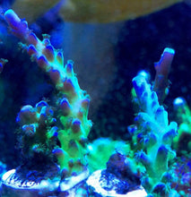 Load image into Gallery viewer, Miyagi Tort Acro