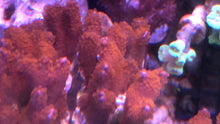 Load image into Gallery viewer, Forest Fire Digitata